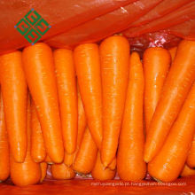 Cenoura de alta qualidade na cenoura chinesa china cenoura fresca